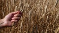 Man hand holding ripe mature wheat ear spike